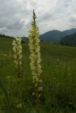 Pedicularis incarnata. Соцветия. Республика Алтай, Шебалинский р-н, луг в низкогорьях. 02.07.2010.