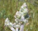 Salvia aethiopis. Соцветия в бутонах. Крым, Керченский п-ов, Ленинский р-н, окр с. Осовины, мыс Газан, верхняя терраса приморского склона, степь. 28.05.2021.