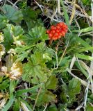 Gunnera magellanica