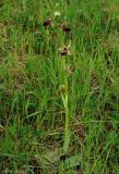 Ophrys mammosa. Цветущее растение на сухом склоне. Азербайджан, Исмаиллинский р-н, окр. с. Ивановка. 20.04.2010.