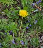 Taraxacum officinale