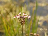 Butomus umbellatus. Соцветие. ДНР, Донецк, Донецкое море. 26.08.2019.