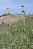 Ophrys oestrifera