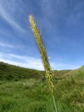 Hordeum bulbosum