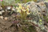 Pedicularis chroorrhyncha. Цветущее растение. Карачаево-Черкесия, Карачаевский р-н, Большой Кавказ, ущелье Дорбунчат, западный скалистый берег Турьего (Доломитного) озера, ≈ 3090 м н.у.м., частично задернованный каменисто-щебнистый склон. 24.07.2023.