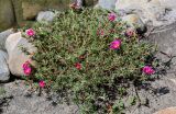 Portulaca grandiflora. Цветущее растение. Чечня, г. Аргун, в культуре. 25.07.2022.