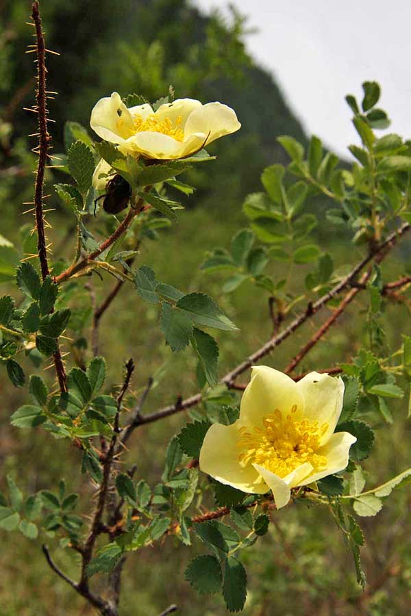 Изображение особи Rosa spinosissima.