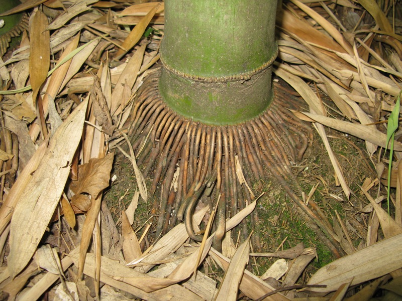 Изображение особи Phyllostachys pubescens.