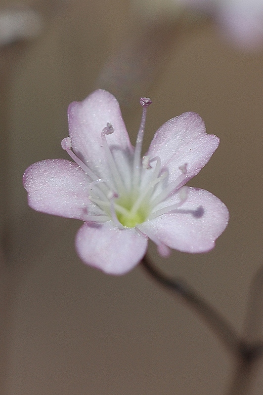 Image of Gypsophila patrinii specimen.