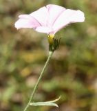 Convolvulus cantabrica