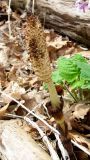 Equisetum telmateia