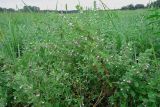 Teucrium scordioides