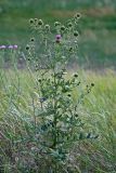 Cirsium serrulatum. Цветущее растение. Саратовская обл., Вольский р-н, окр. с. Талалихино. 16.07.2012.