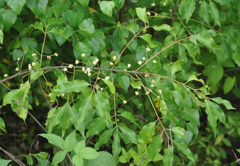 Изображение особи Euonymus maackii.