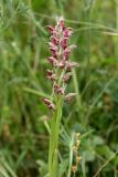 Anacamptis coriophora подвид fragrans. Верхушка цветущего растения. Испания, Страна Басков, Алаба, окр. сельского поселения Гопеги, сухой луг на опушке можжевелово-дубового редколесья. 08.06.2012.