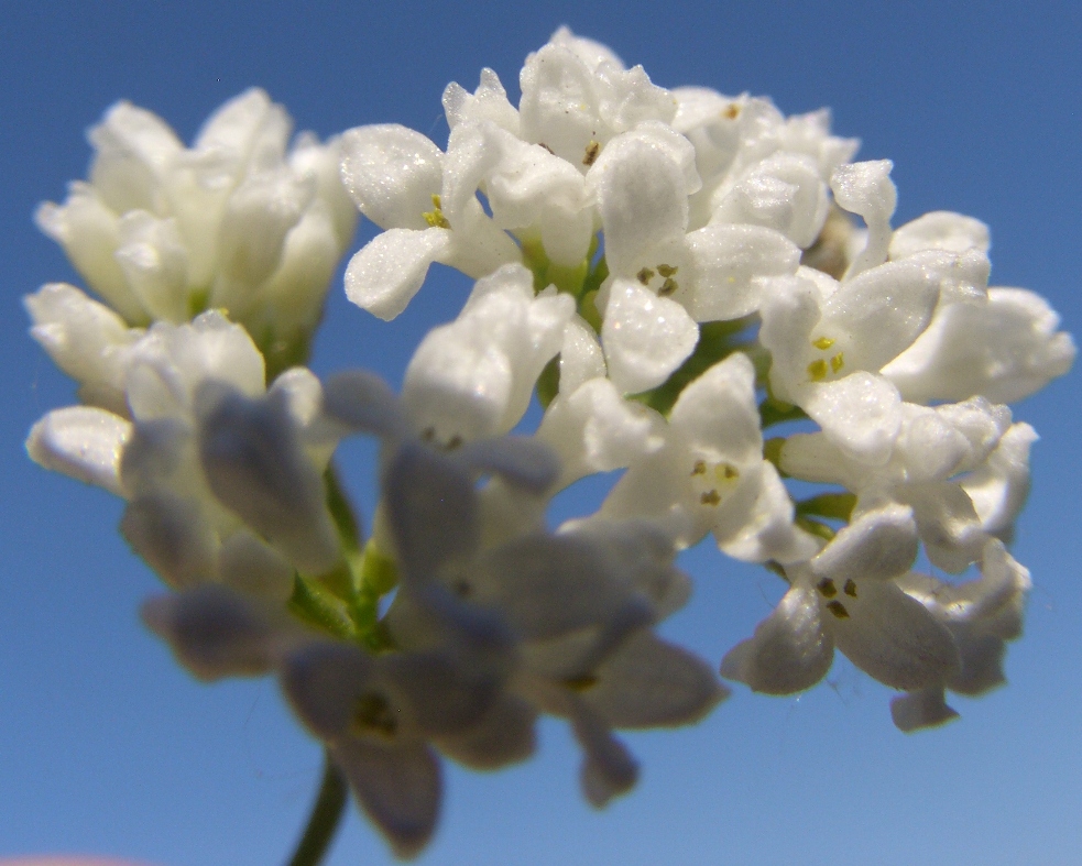 Изображение особи Galium triandrum.