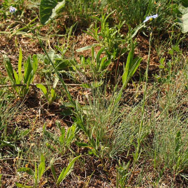 Лён австрийский (Linum austriacum)