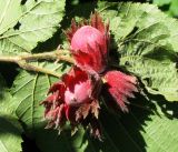 Corylus maxima