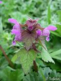 Lamium purpureum