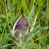 Cirsium maackii