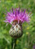 Centaurea adpressa. Соцветие. Украина, Запорожская обл., Запорожский р-н, возле Кушугумского кладбища. 09.06.2013.