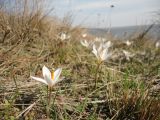 Crocus reticulatus