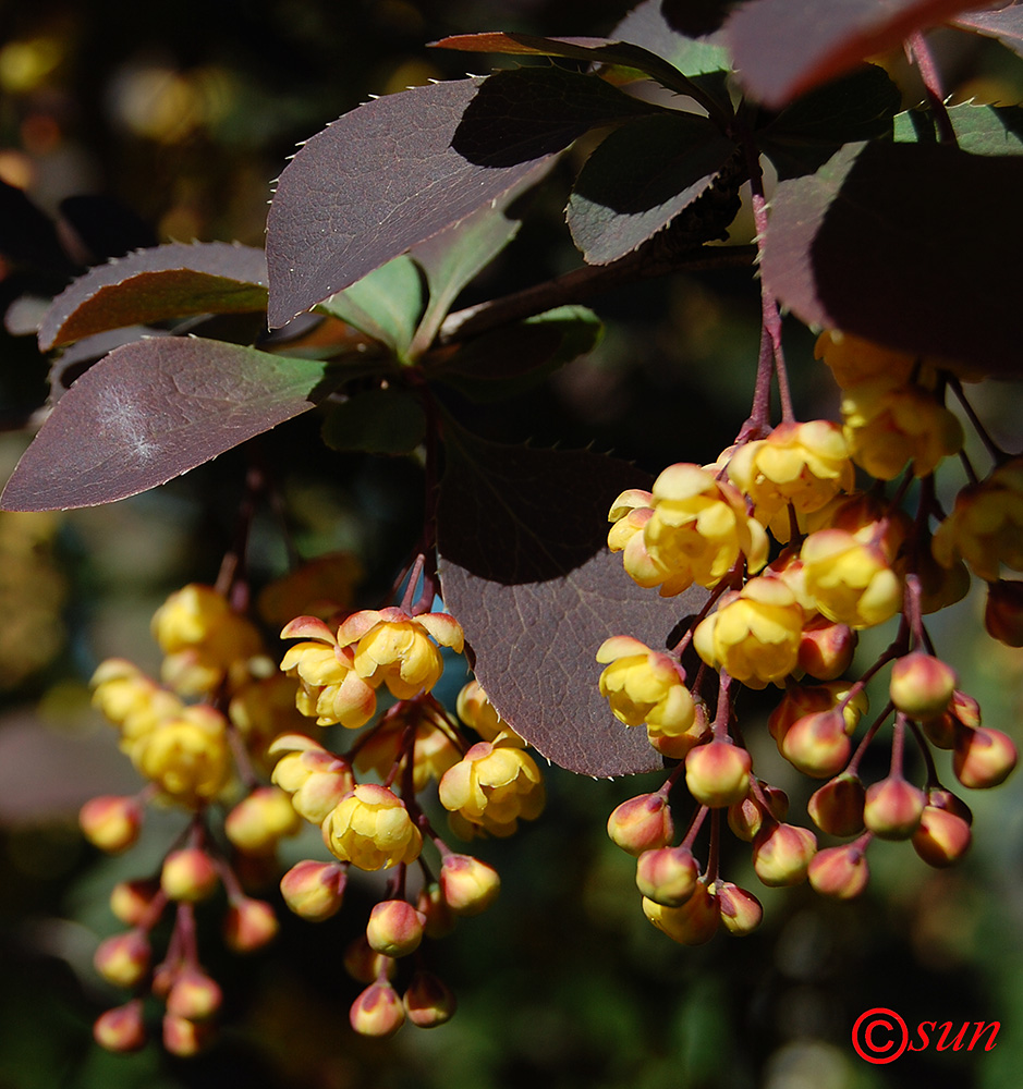 Image of Berberis vulgaris specimen.