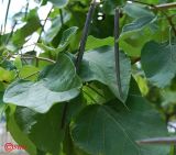 Catalpa bignonioides. Плоды и листья. Волгоград, в озеленении. 23.06.2014.