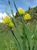 Allium semenowii