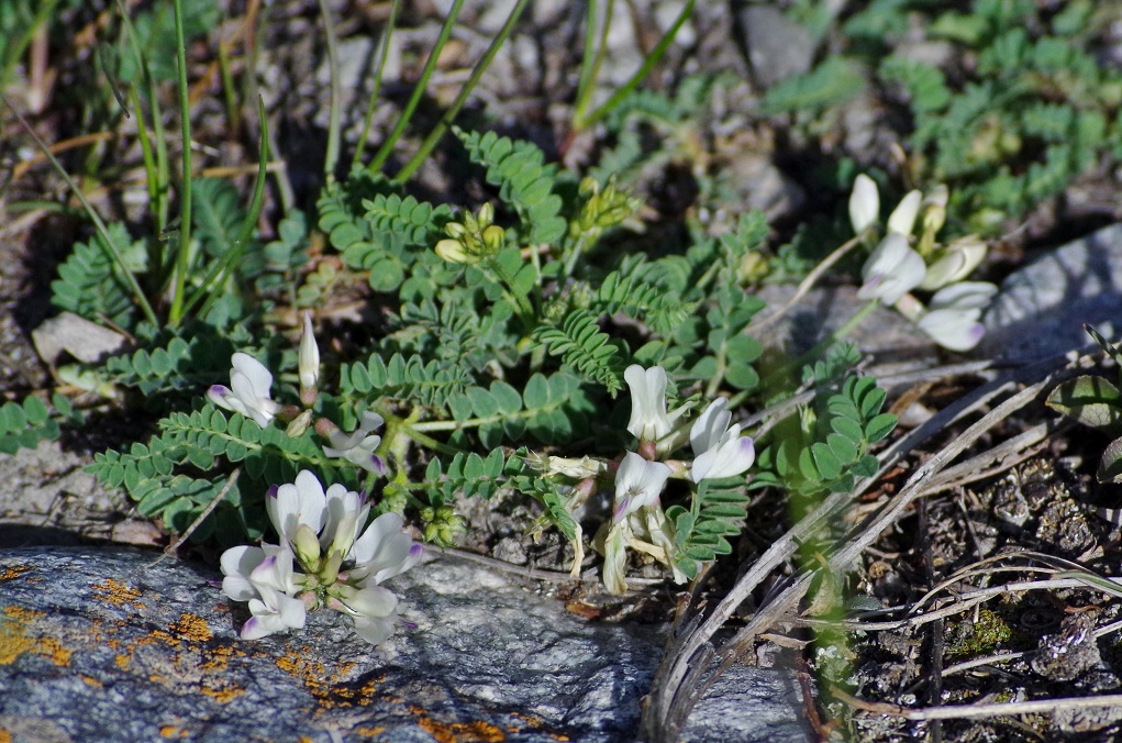 Изображение особи Astragalus alpinus.