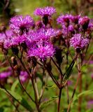 Vernonia noveboracensis. Соцветия. Германия, г. Дюссельдорф, Ботанический сад университета. 05.09.2014.