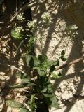 Cardaria draba. Цветущее растение. Крым, Севастополь, мыс Фиолент. 28 мая 2009 г.