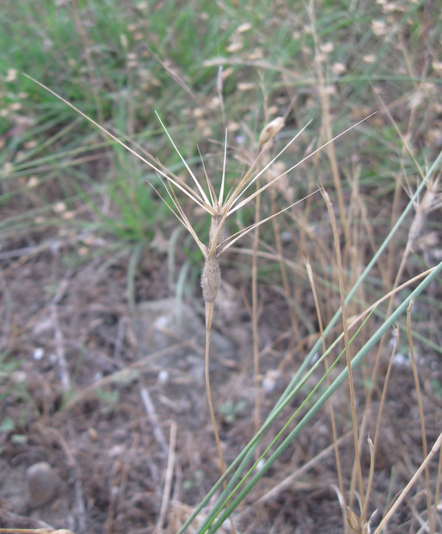 Изображение особи Aegilops ovata.