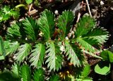 Potentilla anserina