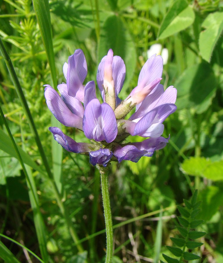 Изображение особи Astragalus danicus.