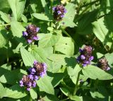 Prunella vulgaris