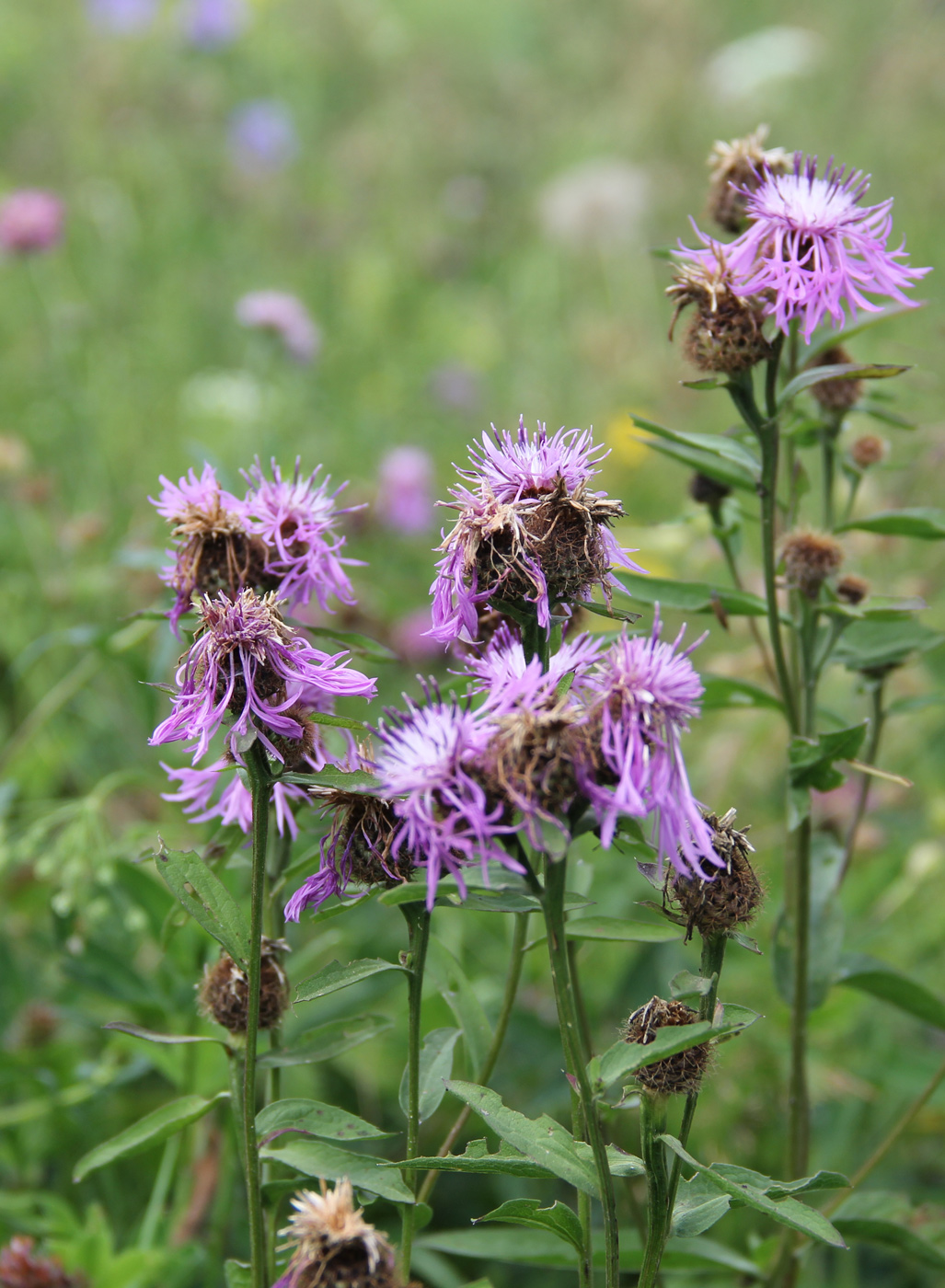 Изображение особи Centaurea phrygia.