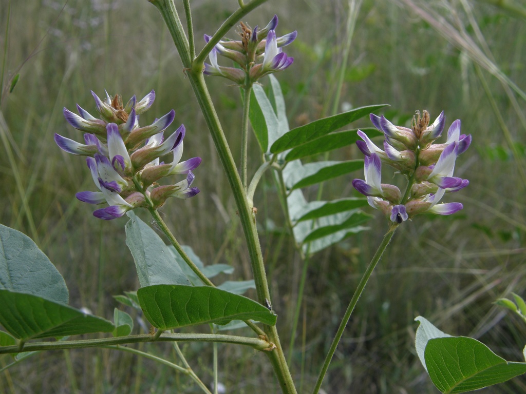 Изображение особи Glycyrrhiza krasnoborovii.