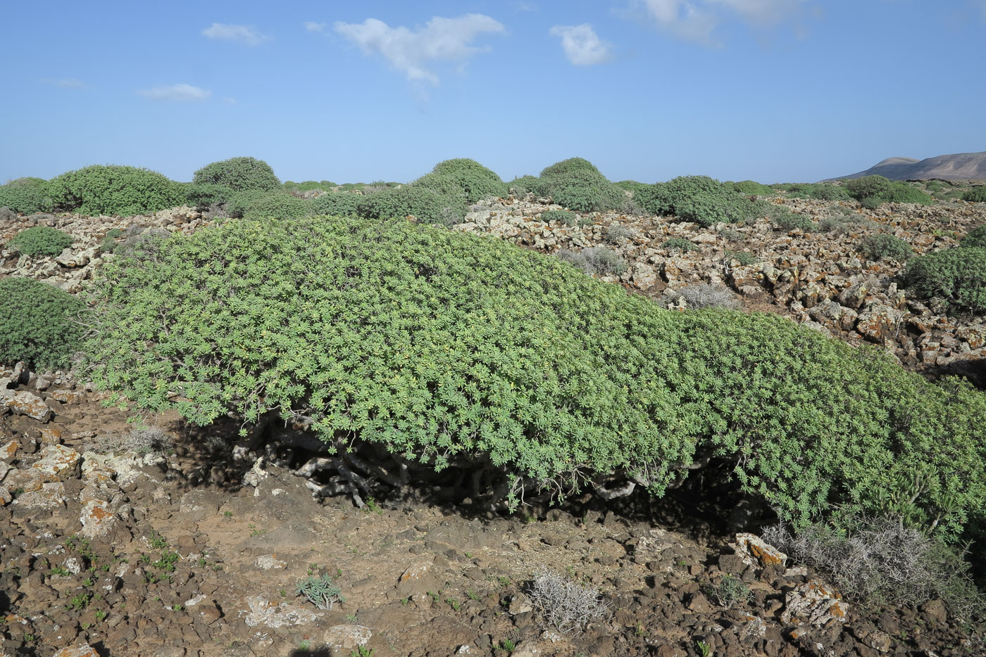 Изображение особи Euphorbia balsamifera.