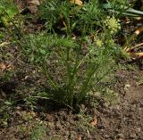 Daucus sativus