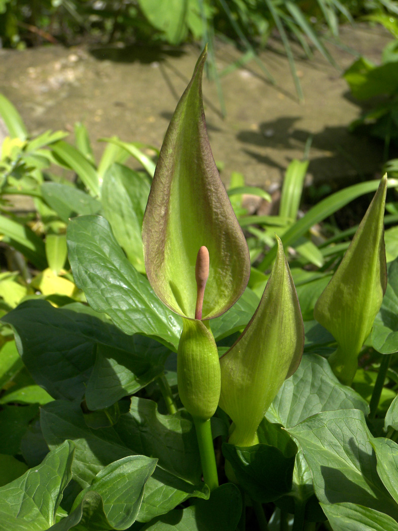 Изображение особи Arum cylindraceum.