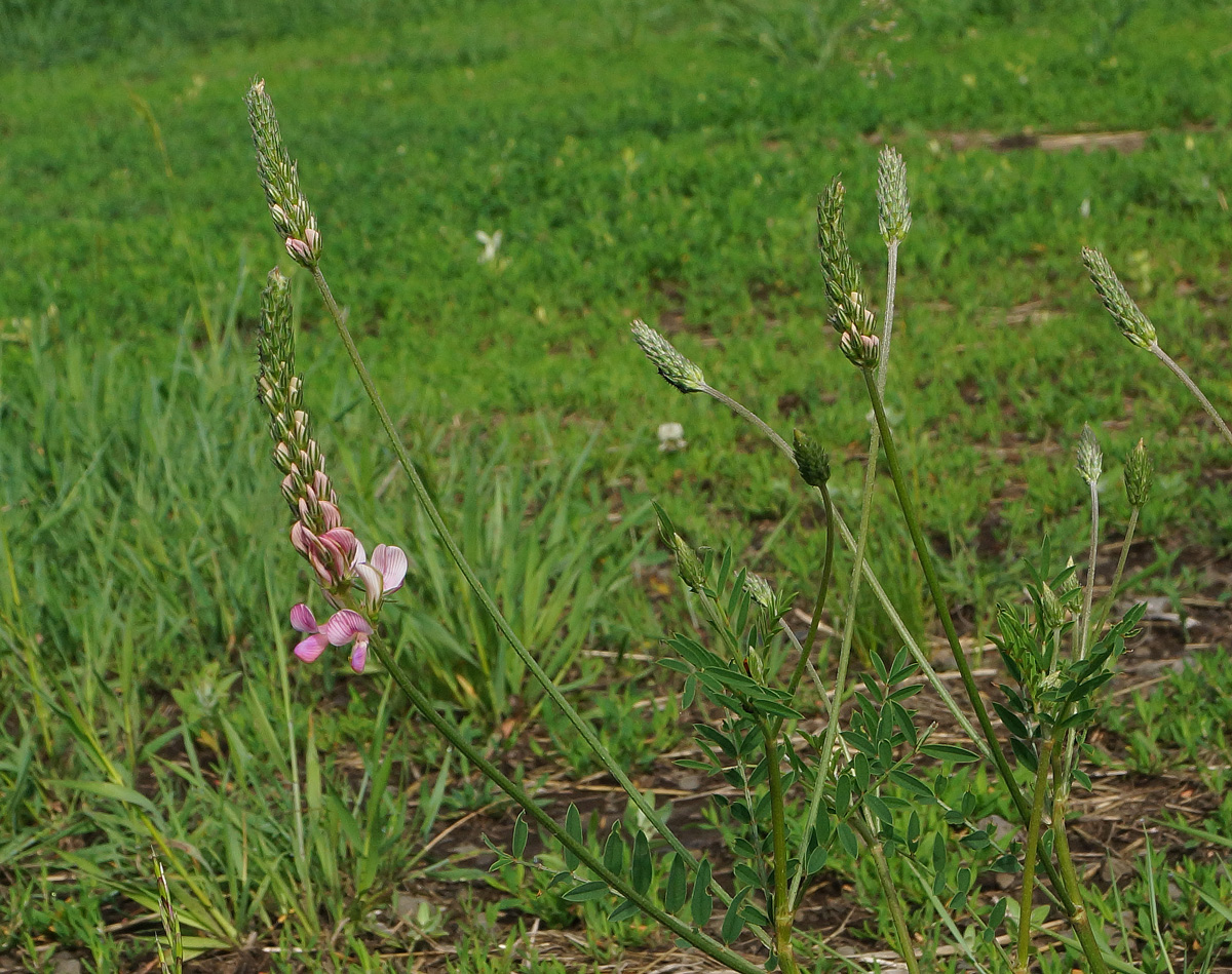 Изображение особи Onobrychis viciifolia.