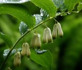 Polygonatum multiflorum