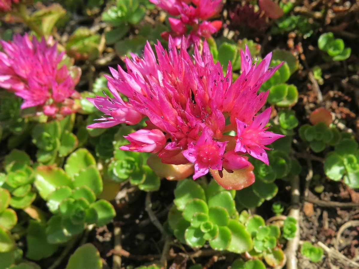 Изображение особи Sedum spurium.