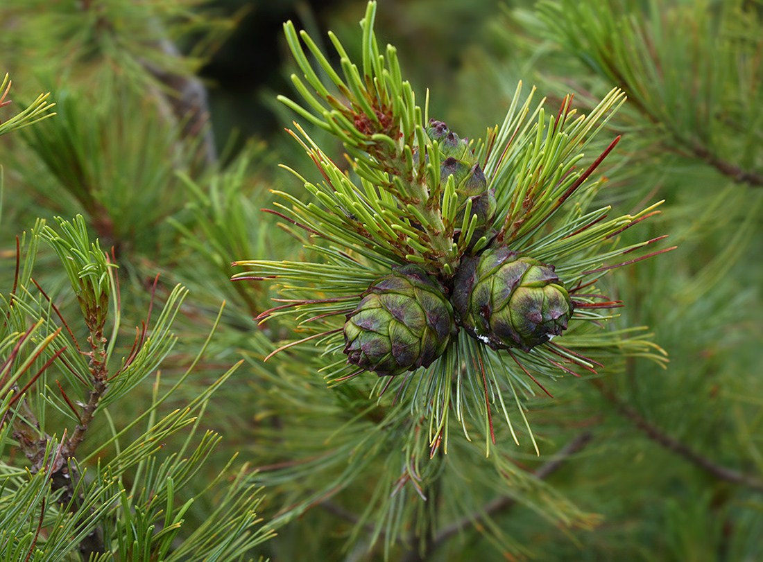 Изображение особи Pinus pumila.