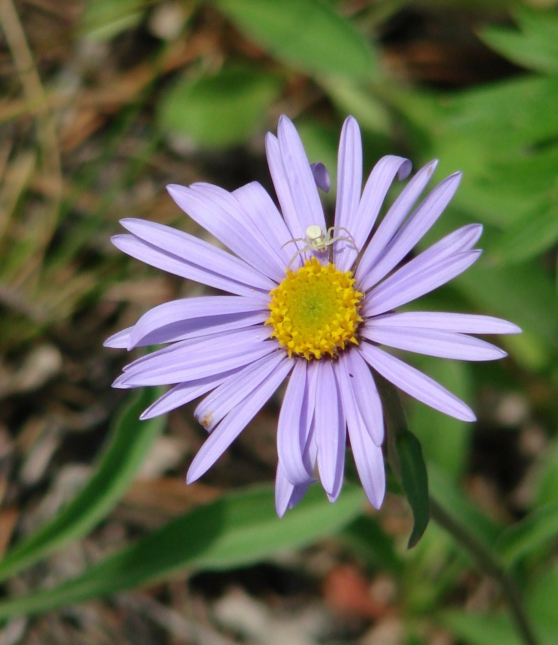 Изображение особи Aster alpinus.