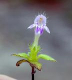 Galeopsis bifida. Верхушка побега с цветком. Магаданская обл., окр. г. Магадан, мр-н Солнечный, склон сопки. 05.08.2016.