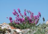 Oxytropis coerulea