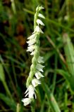 Spiranthes spiralis