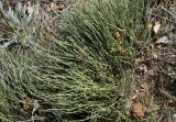 Ephedra monosperma